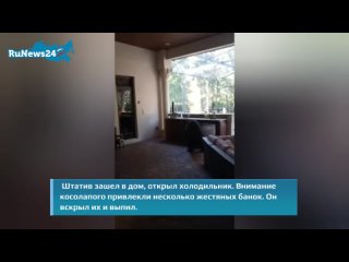 Во Флориде трехлапый медведь по кличке Штатив забрался в дом и напился