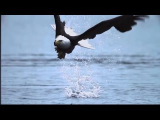 Орлан рыбачит 🦅🎣