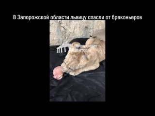В Запорожской области львицу спасли от браконьеров