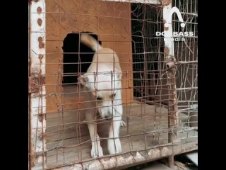 В Луганском приюте спасают жизни животным с освобожденных территорий
