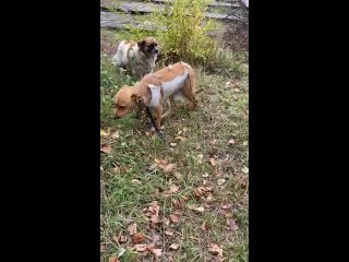 Видео от Маленькие собаки в дар.