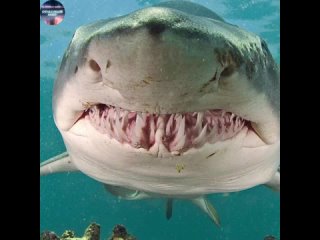 Это не хищник,а китовая акула,она не может есть мясо,она ест планктон.