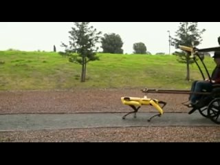 Таков нынешний киберпанк: робо-собаку от Boston Dynamics превратили в такси.