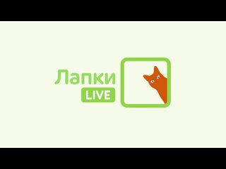 Лапки Live (эфир от )