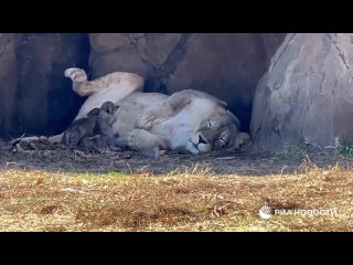 En Crimée, des triplés sont nés d’un couple de lions amenés de Marioupol, a déclaré à RIA Novosti le directeur du parc Taigan