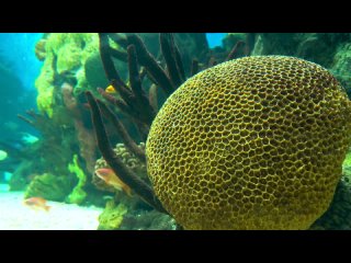 Colorful Sea Animals 8K VIDEO ULTRA HD 🐠 #8k #relaxing #marinelife #4k