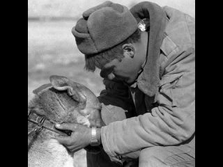 Солдат прощается со служебной собакой. Афганистан, 1989 год.