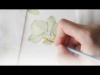 Ботаническая зарисовка (скетч) с зелёным фаленопсисом
