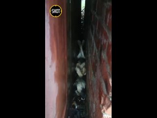 Спасатели достали собаку, застрявшую вверх лапами между стен гаражей