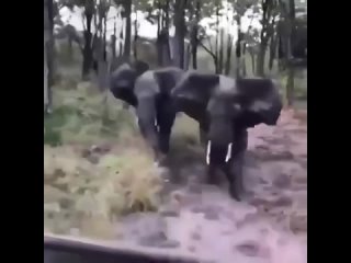 🐘Агрессивные слоны пошли на людей