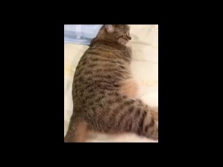Кошка получает удар в спину (