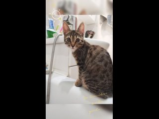 Video by “Ёжкин кот“Помощь бездомным животным! Г.Харцызск