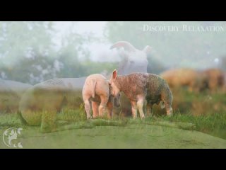 дикие животные канады 4k - Замечательный фильм о дикой природе с успокаивающей музыкой