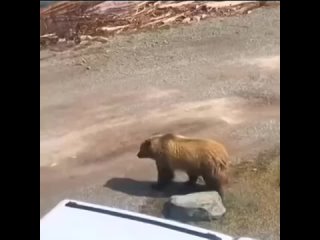 Choose an animal (Moose vs. Bear) and fight in the comment section. Winner gets ligma!