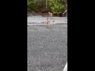 Alaska_Wildlife_Troopers_Rescue_2_Deer_4_Miles_from_Shore_#shorts