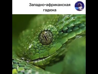 Эта гадюка является одной из самых ядовитых змей на Африканском континенте. Она обычно встречается в западной и... (видео)