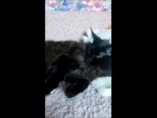 Видео от Мейн-кун котята. Gigantes Terra, питомник WCF