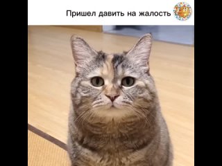 Пришел давить на жалость