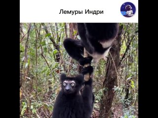 Это крупнейший из всех видов лемуров, представляет собой редкое и уникальное создание. Они обладают черно-белой... (видео)