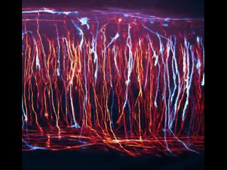 48-часовая съемка развития нейронов в курином эмбрионе