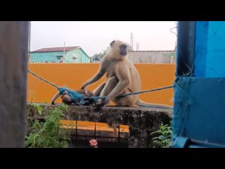 Спасение обезьянки из пластикового плена
