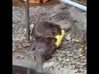 🦫Бобры Биба и Боба из Московского зоопарка твёрдо решили строить плотину из кабачков

Но случайно всё съели.