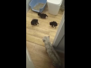 🐈‍⬛🐱🐈‍⬛Как сложилась судьба тюменских котят, которые стали мемом-Стиль, Сюжет и Сарказм летом покорили сердца многих и прославил