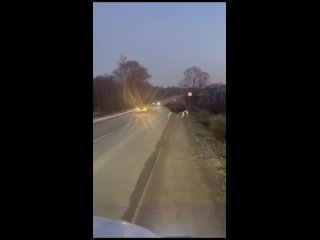 Легковушка сбила лося у деревни Борисово в Алексинском районе