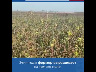 В Крыму три фермерских хозяйства реализуют гранты в рамках проекта «Агростартап» на выращивание садовой земляники