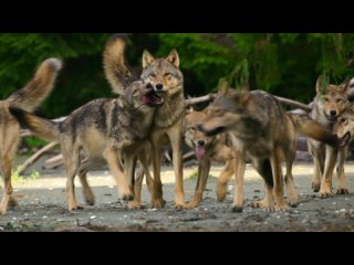 «Волки острова Ванкувер (3). Осень» (Познавательный, природа, животные, флора, фауна, 2022)