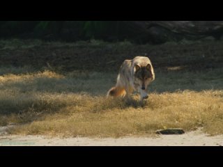 «Волки острова Ванкувер (1). Весна» (Познавательный, природа, животные, флора, фауна, 2022)
