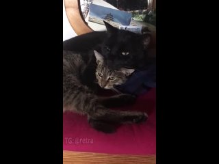Котиха (кот, кошка) лежит на другой котихе (коте, кошке)