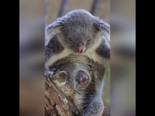 Мама коала и малыш Джои