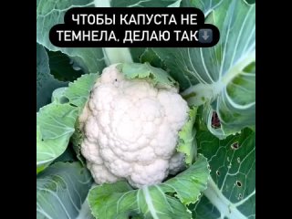 Чтобы капуста не темнела 🥬