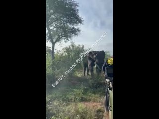 Нападение слона на автомобиль во время экскурсии по одному из нацпарков ЮАР.