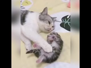Такие мамы-кошки милые и их деточки-котятки