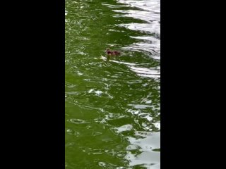 🤩На Голицынском пруду в Парке Горького настоящая сенсация — здесь заметили поздний выводок чернети 🦆

🐣Этому краснокнижному виду
