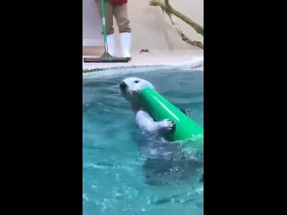 Выдрочка напоминает нам, что энтузиазм в любом деле — залог успеха 😉 
 
⚡ Ставь лайк и читай гороскоп на четверг: 
... (видео)