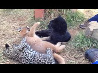 Каракал, Чёрный леопард и Пятнистый леопард играются