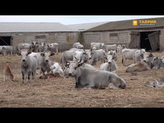 Сотрудники Института животноводства степных районов “Аскания-Нова“ занимаются сохранением поголовья овец и коров