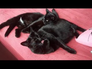 Видео от Передержка для кошек “Мишенька“