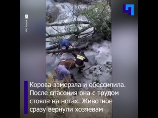 Спасатели вытащили корову из горной реки в Северной Осетии