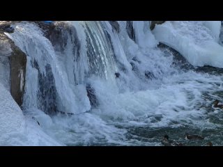 Утки купаются в водопаде ()