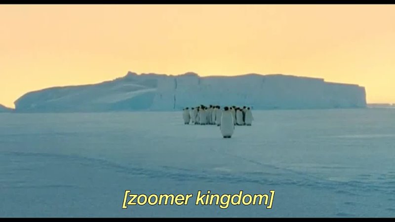 [zoomer kingdom]