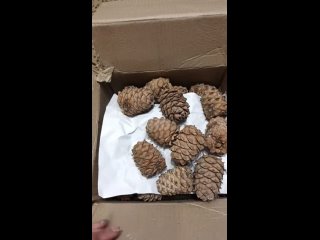 Видео от Вкусные букеты Кунгур