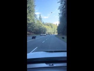 В США сняли медведя, который нашёл воздушный шар и стал играть с ним на дороге на радость водителям