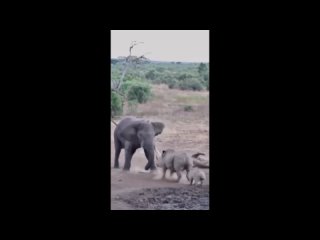 Слон напал на носорога