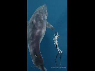 Дайвинг с акулой 🔥