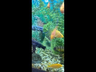 Video by Аквариумный салон  “FISHS-HOUSE“