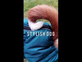 STYLISH DOG одежда для собак зимний комбинезон для Басенджи цвет темно бирюзово с.mp4